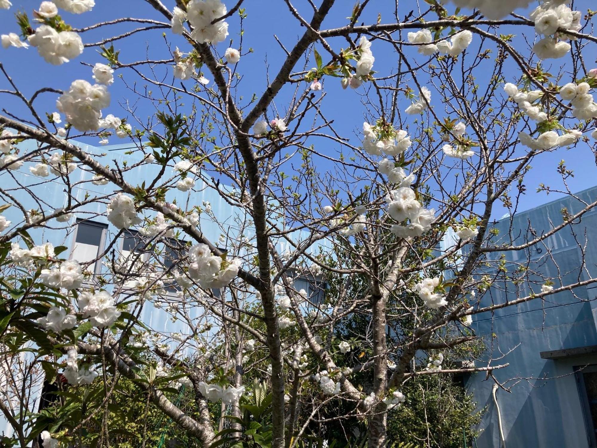 Narita Airport Samurai Hostel Kujukuri المظهر الخارجي الصورة